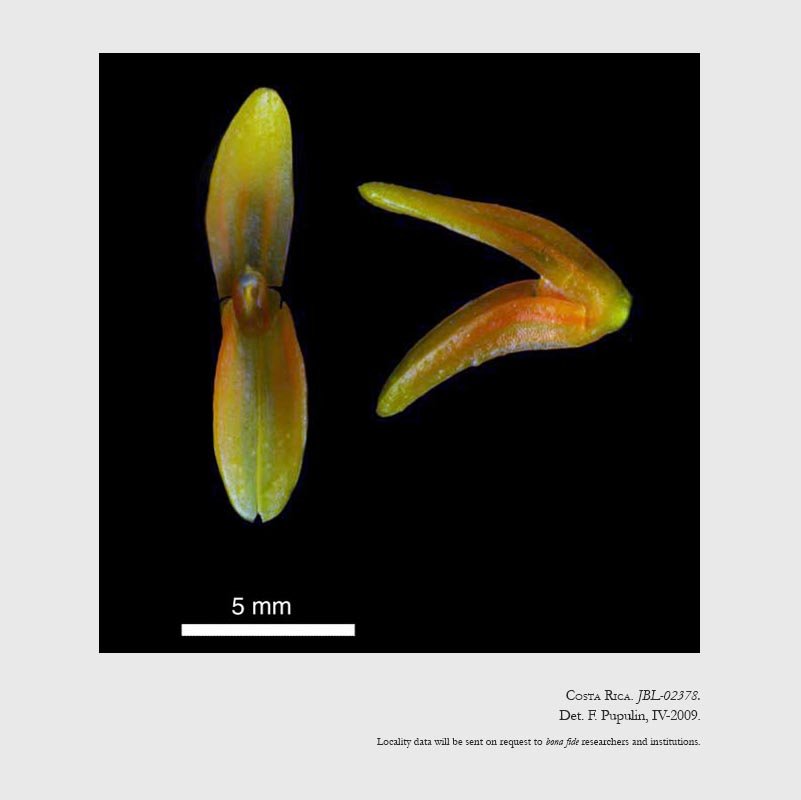 Specklinia corniculata